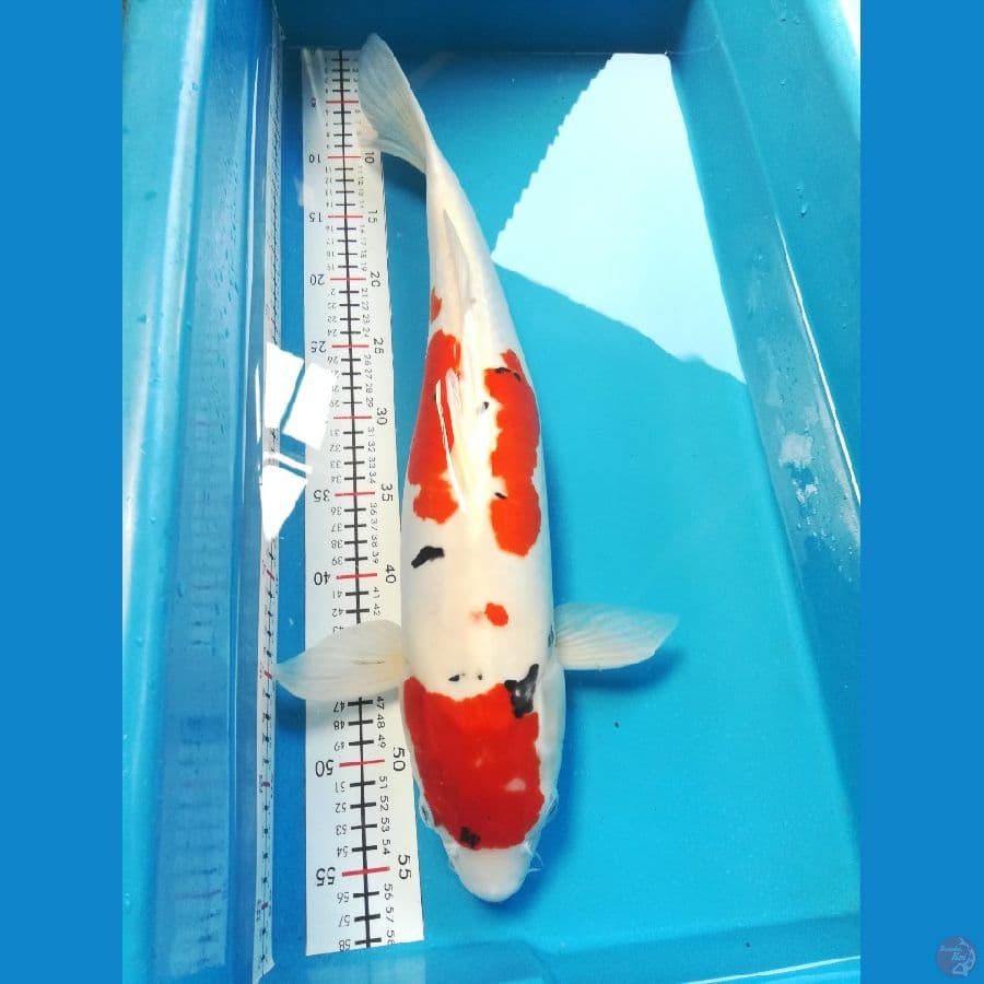 sanke 54cm 