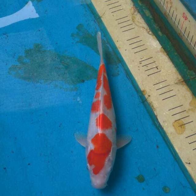 KOHAKU