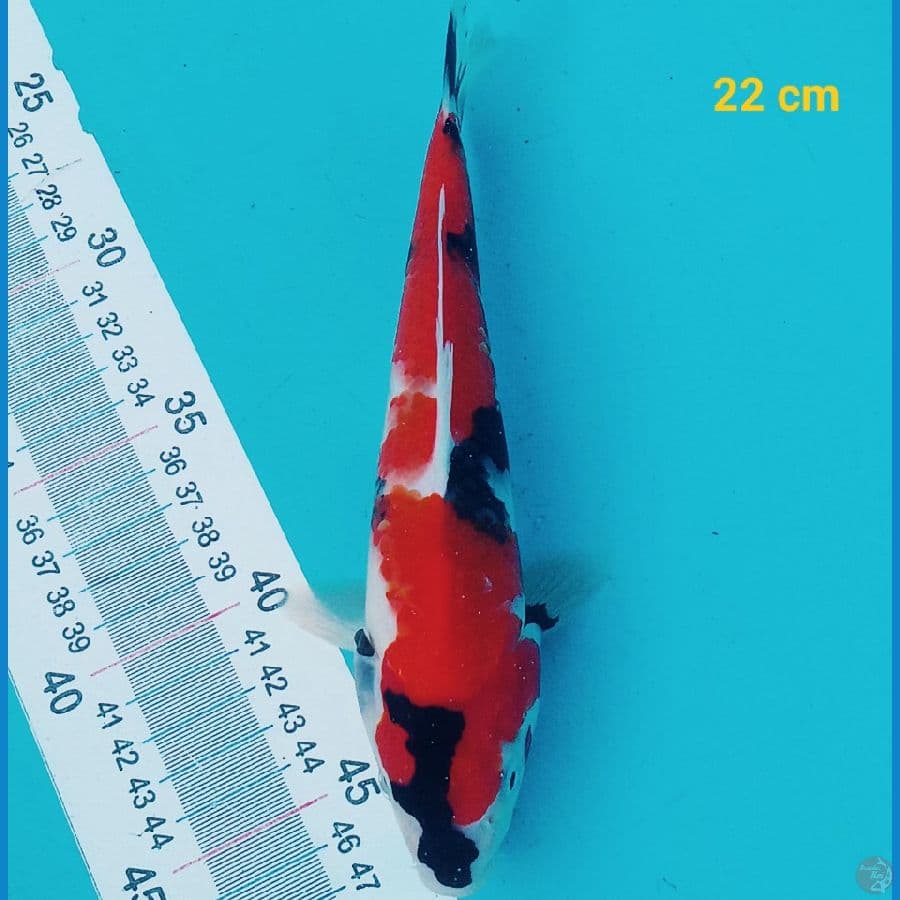 Grade A 22 cm