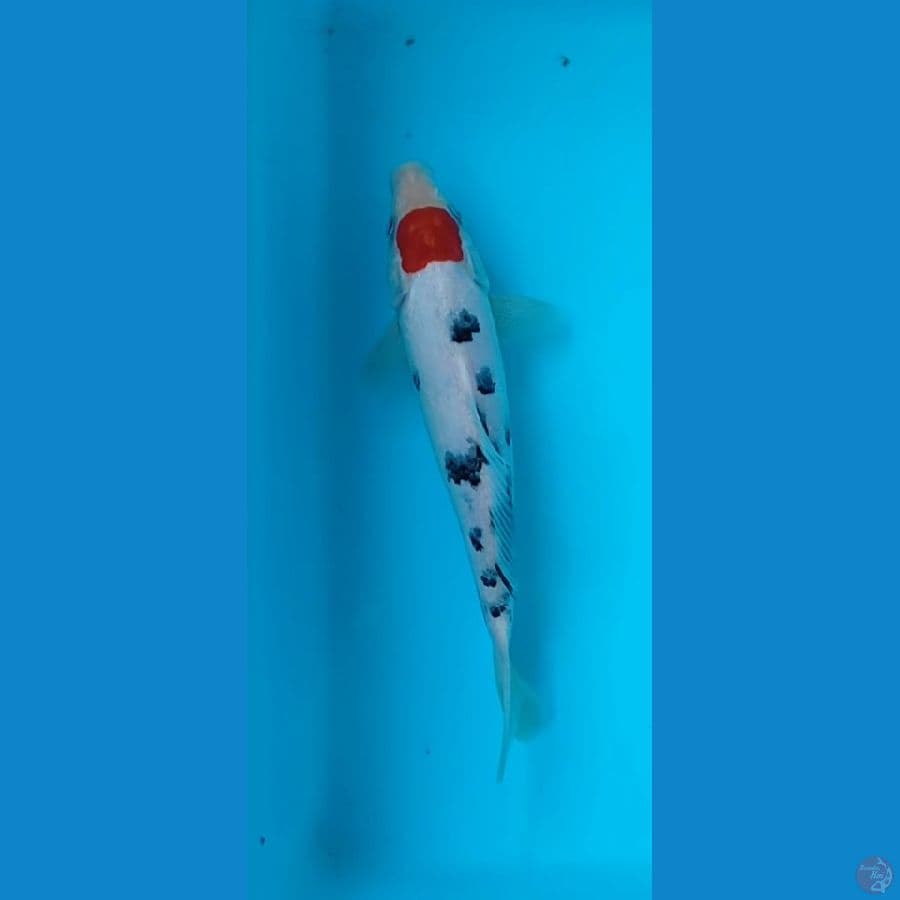 tanco sanke 22 cm