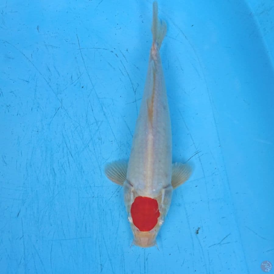 TANCHO KOHAKU 27 CM
