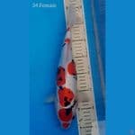 Showa Doits 35cm