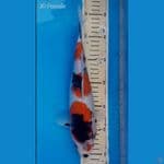 Showa 30cm 