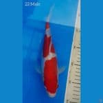Kohaku Doits 22cm SQ