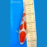 Kohaku Doits 23cm HQ