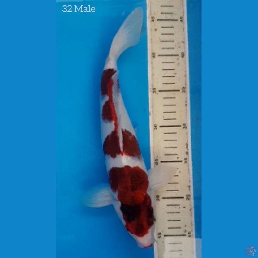 Ai Goromo 32cm HQ