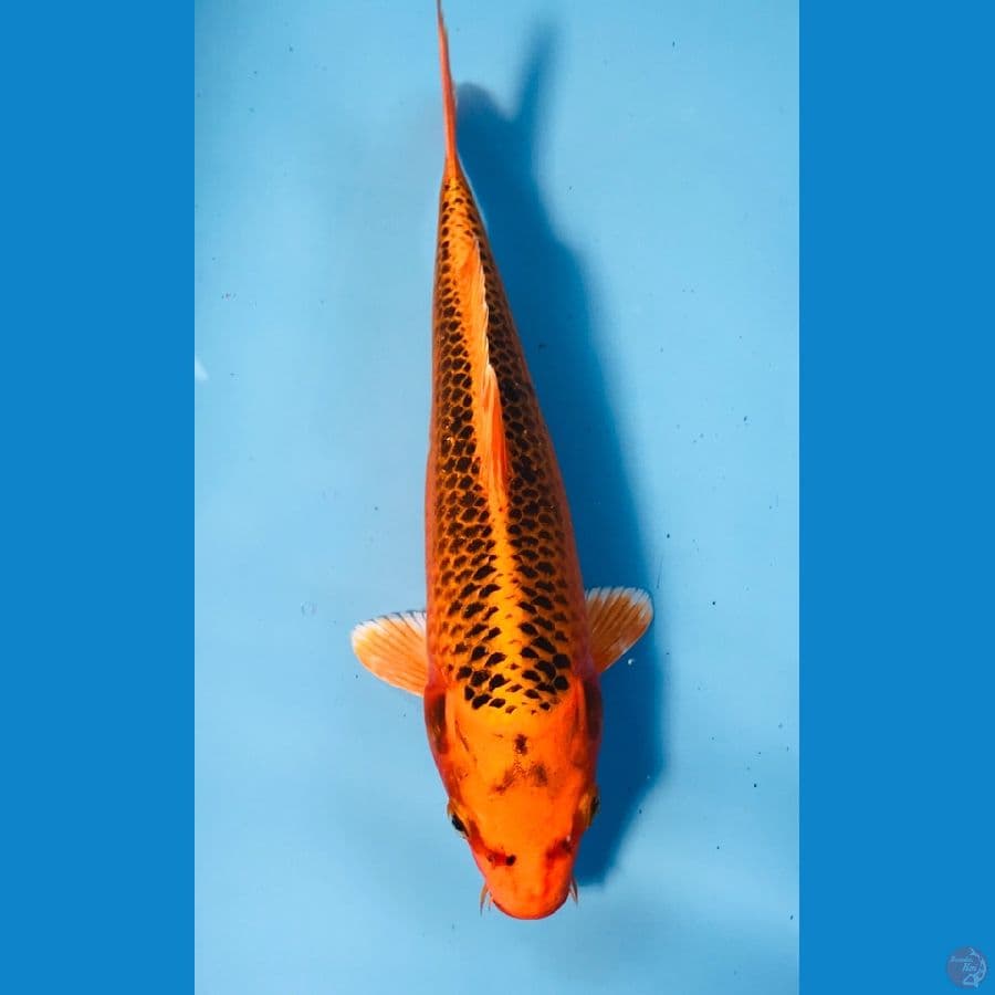 kin matsuba 24cm
