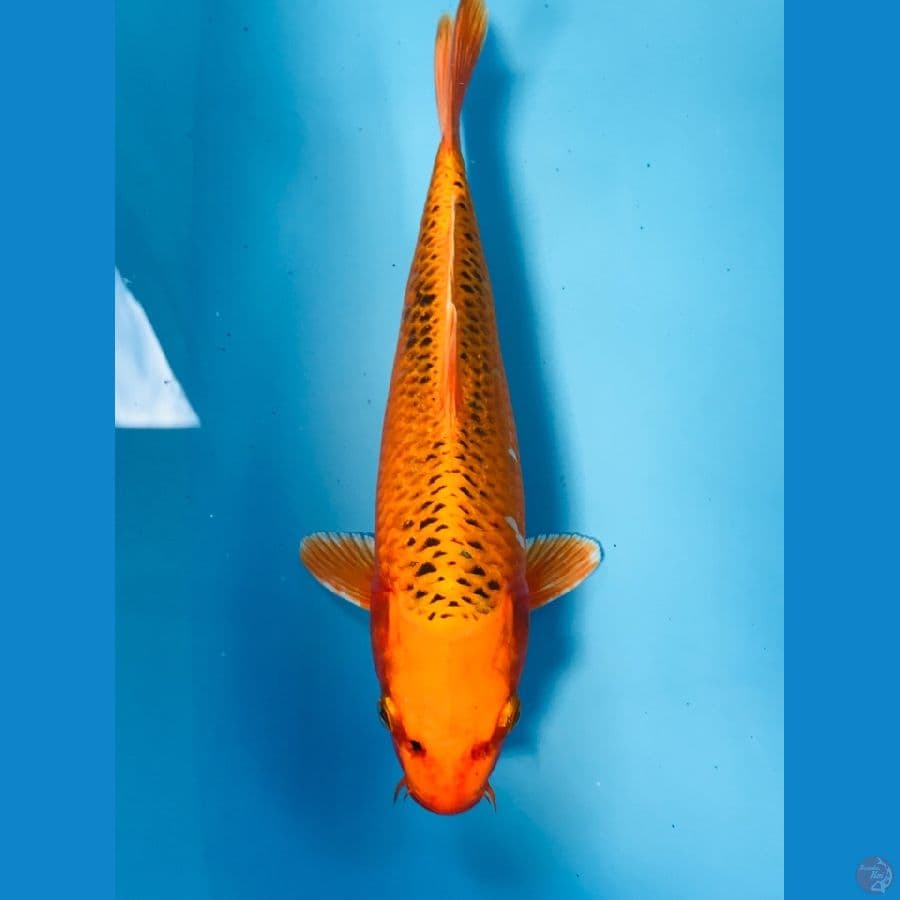 kin matsuba 24 cm