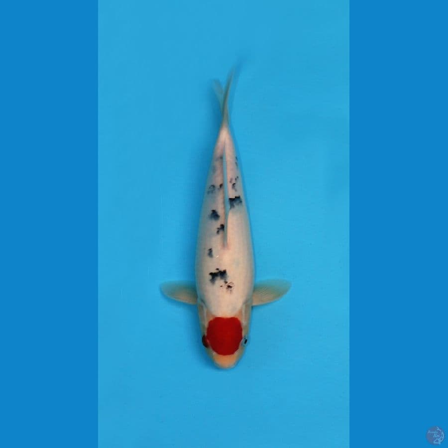 tancho sanke ogata 35cm male