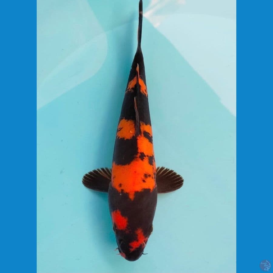 utsuri doitsu 23 cm