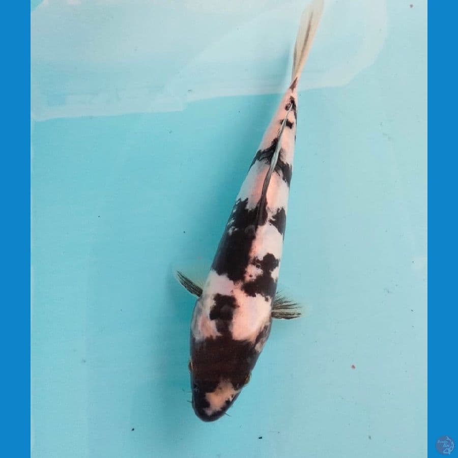 shiro doitsu 20 cm