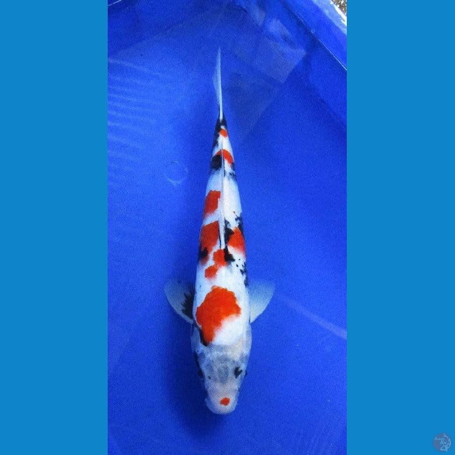 showa sansoku ±37cm