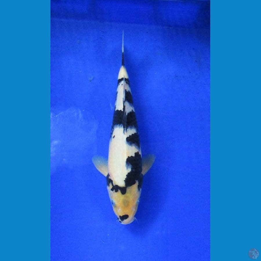 shiro ±33cm