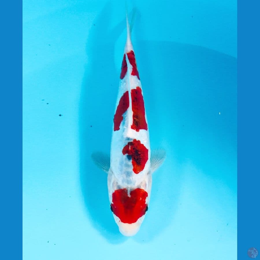 goromo doitsu 20cm