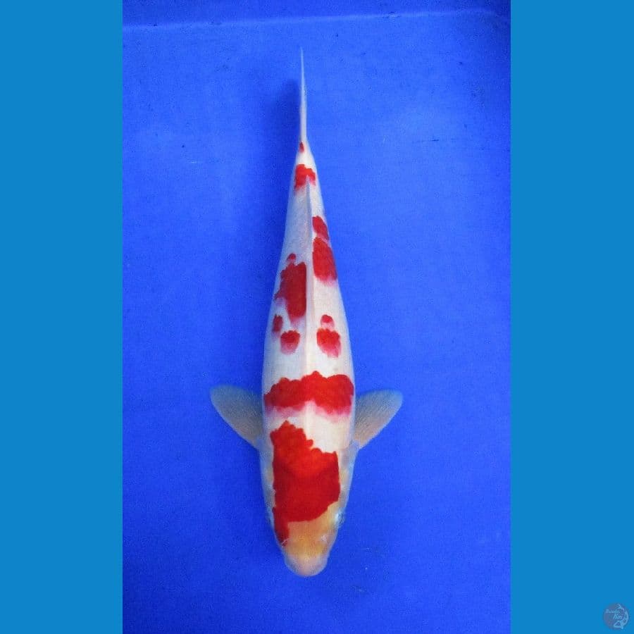 kohaku sakura ±32cm