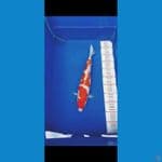 kohaku female size 40 cm
