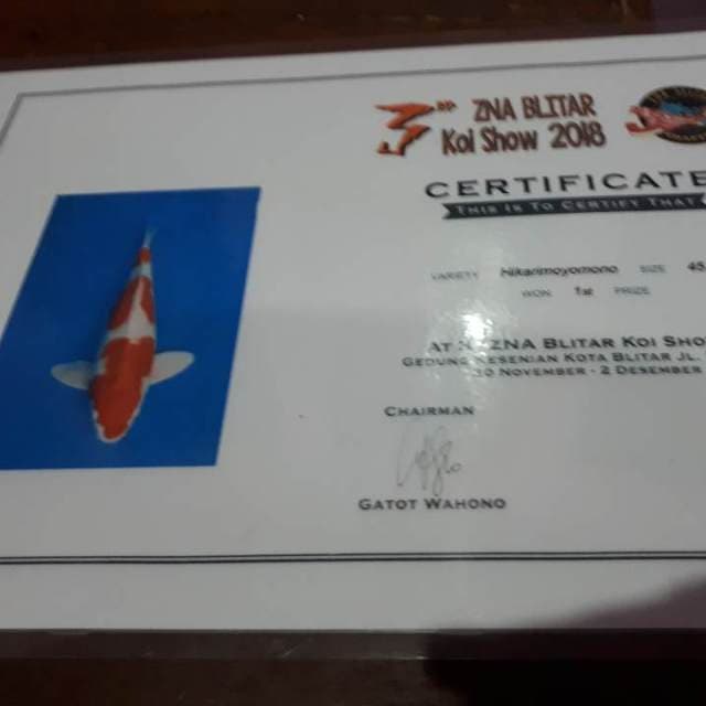 Hikarimoyomono serti juara 1