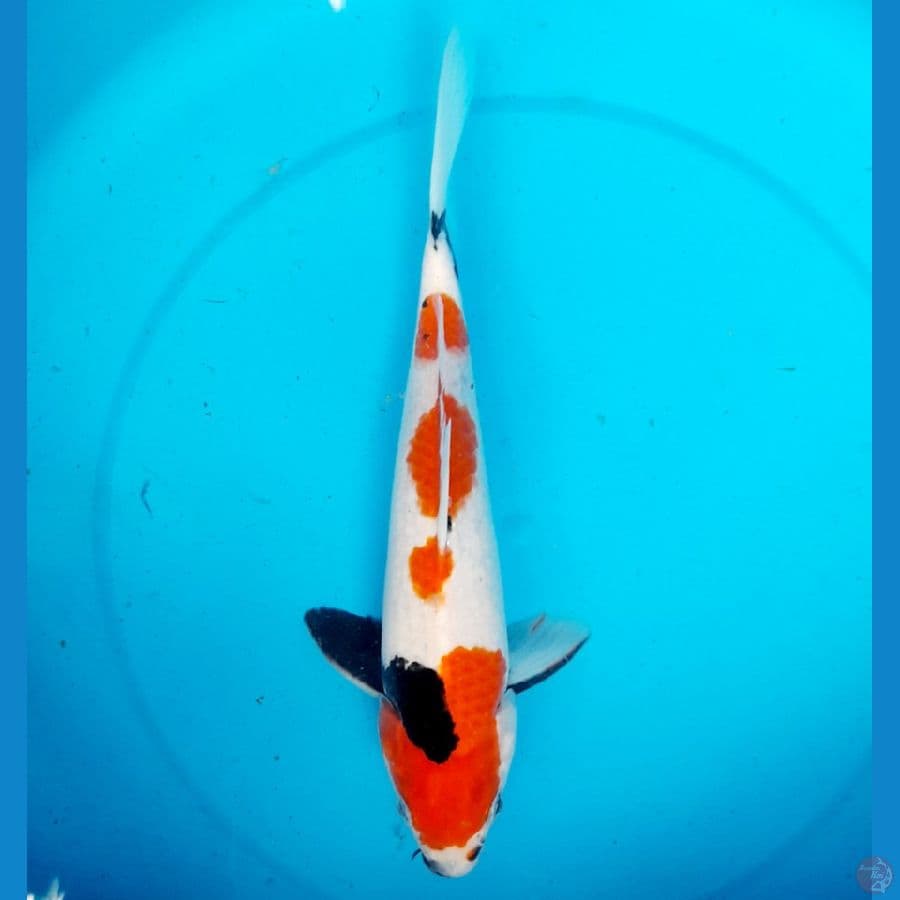 showa tategoi 28cm