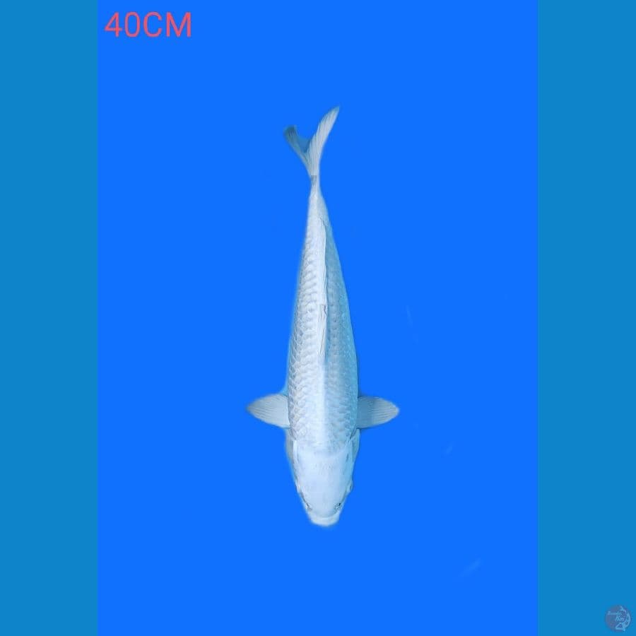 PLATINUM 40CM