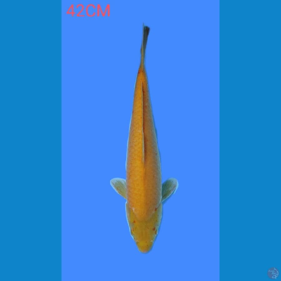 KARASI 42CM