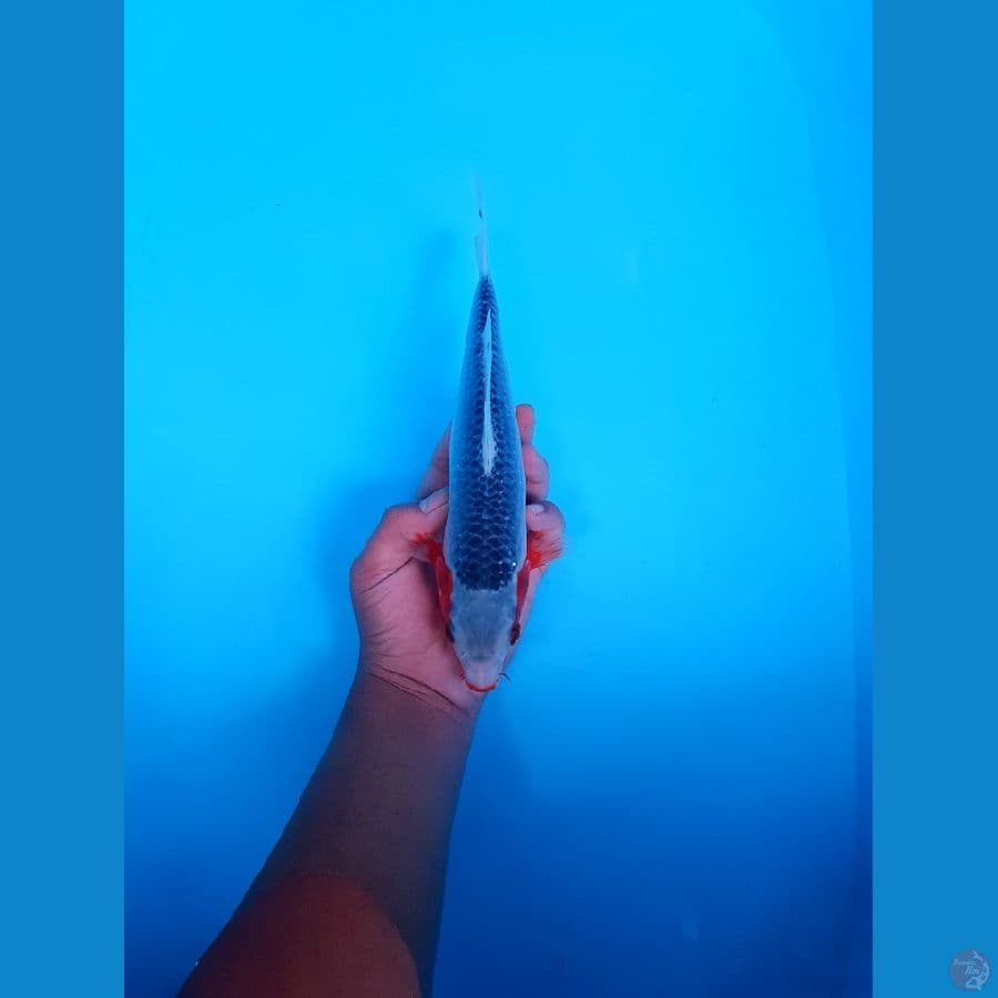 ASAGI 26 CM JANTAN 