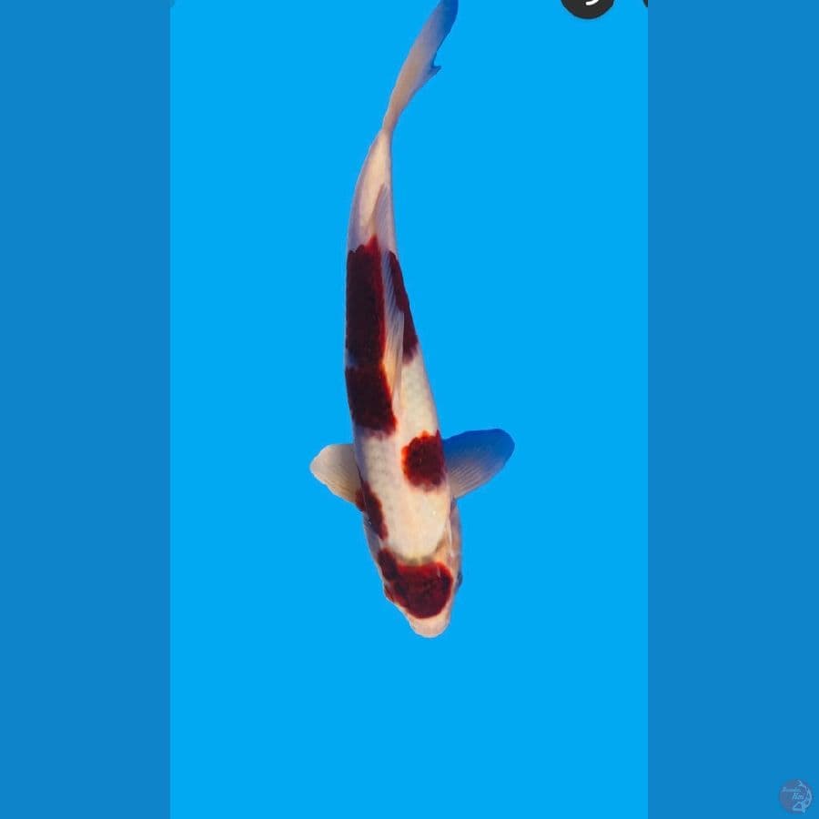 goromo 28cm