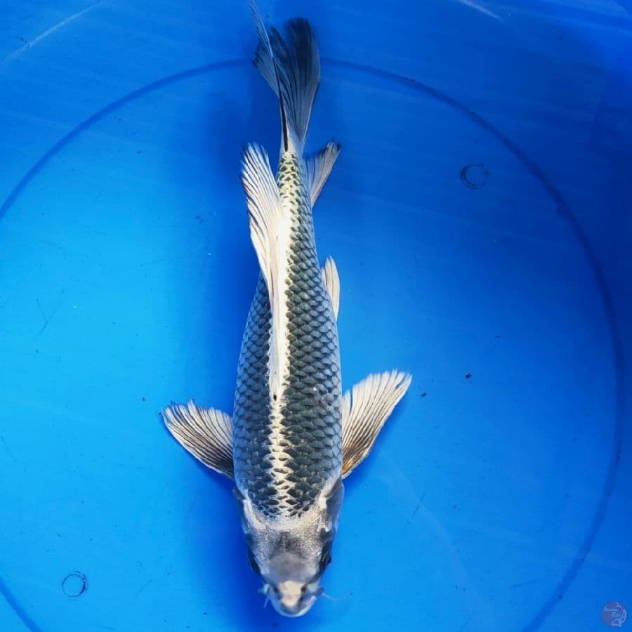 KUMPAY MUKASI 35CM