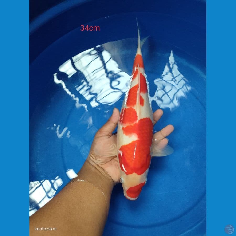 kohaku 34cm (original)