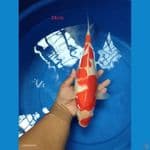 kohaku 34cm (original)