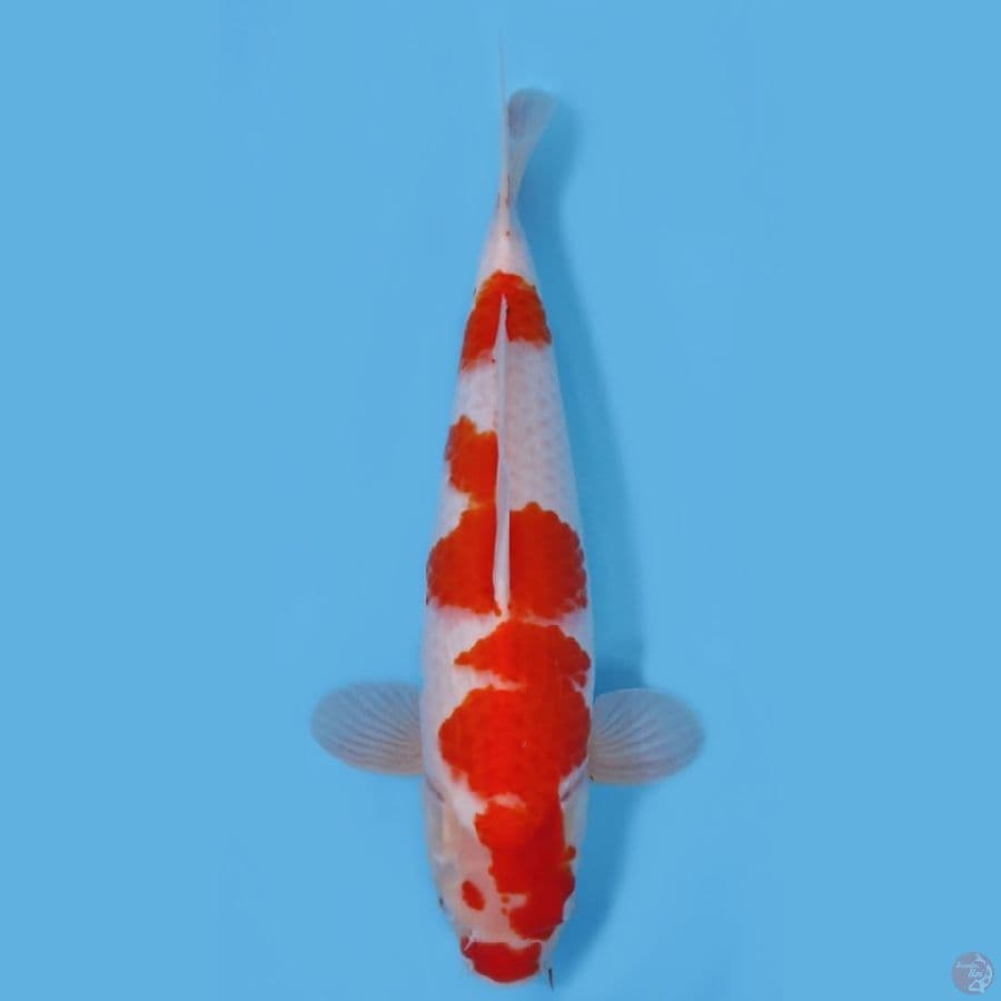 KOHAKU ORIGINAL JUMBO ~40CM/FEEMALE~