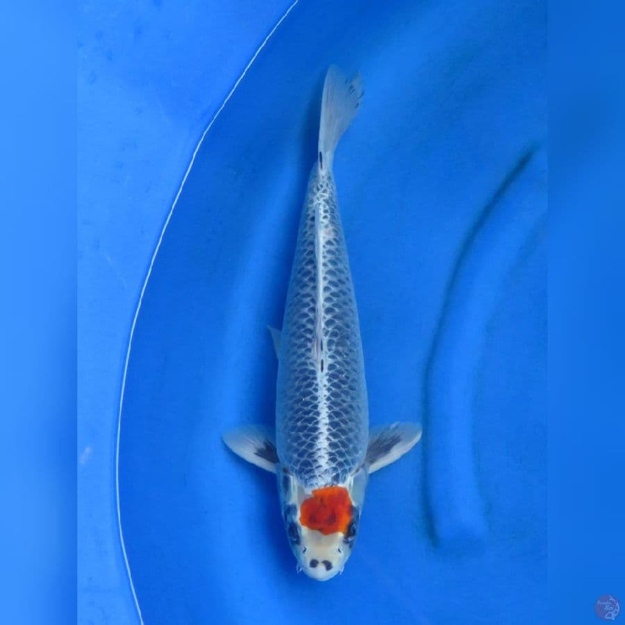 Tancho Kuro - 40cm