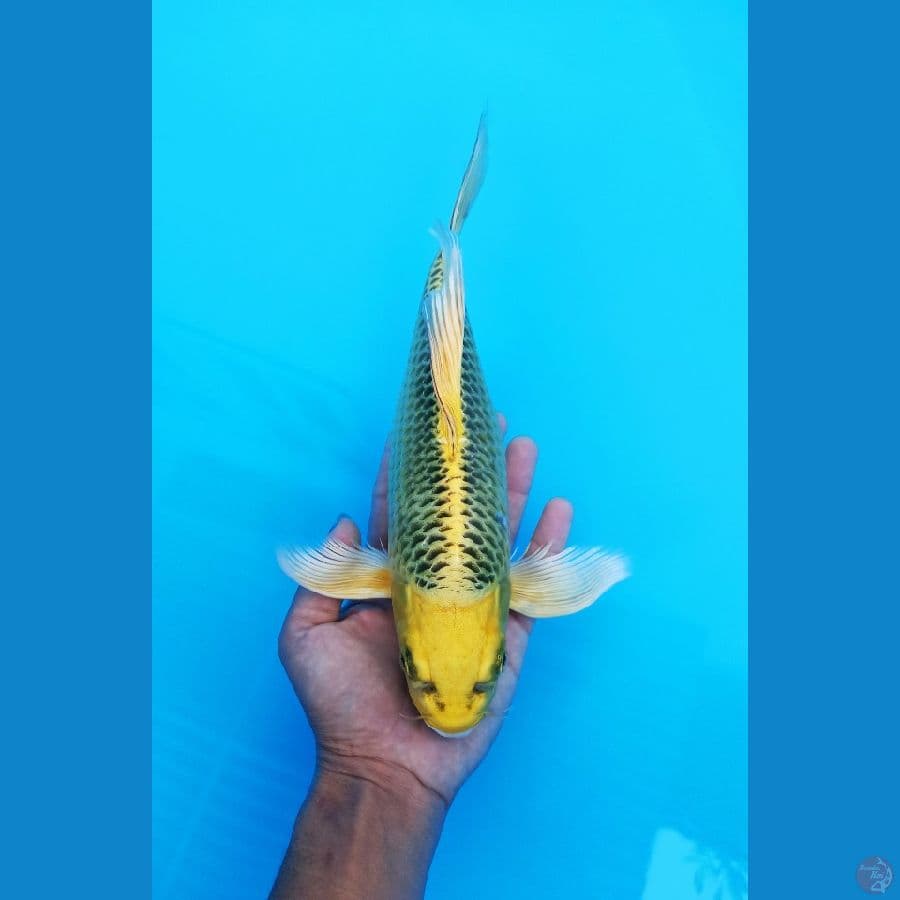 Kin matsuba selendang 30bu