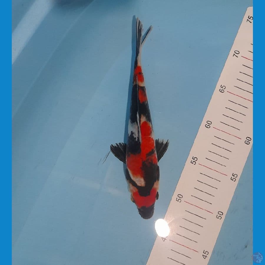 showa 25cm