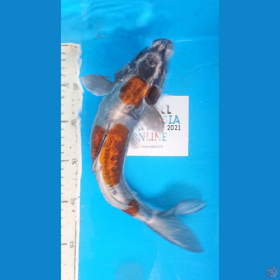 beni kiko sq 30cm