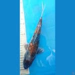 kiko 27cm 