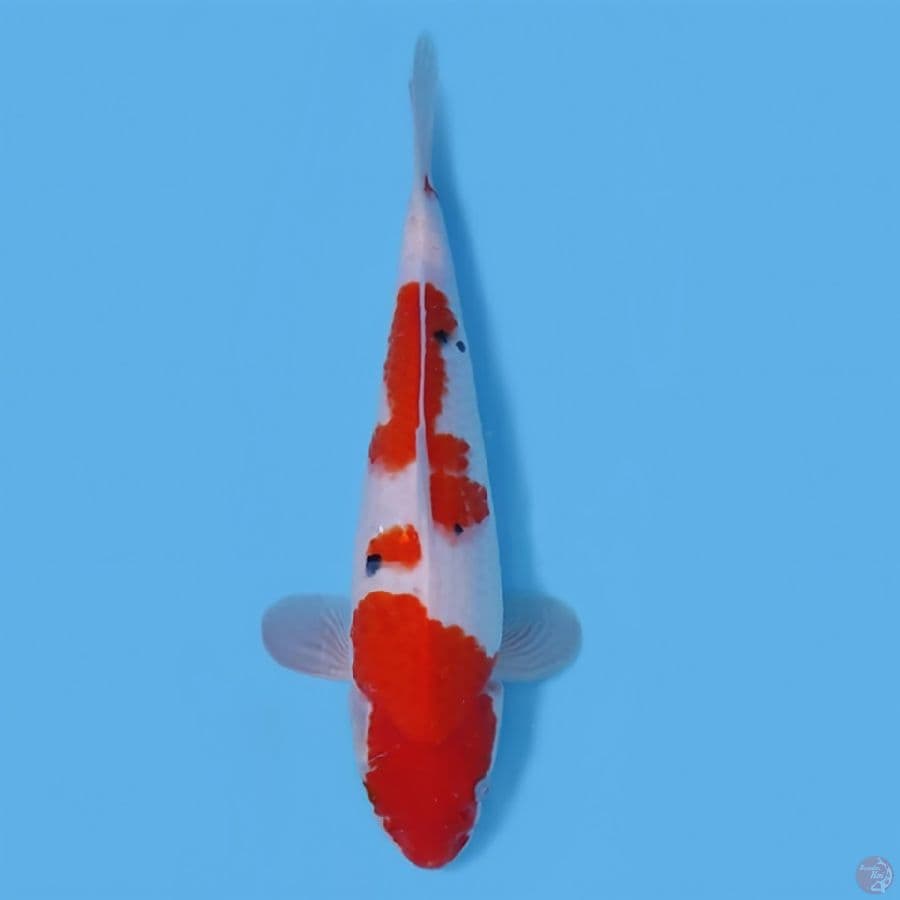 SANKE HQ 37CM - FEEMALE