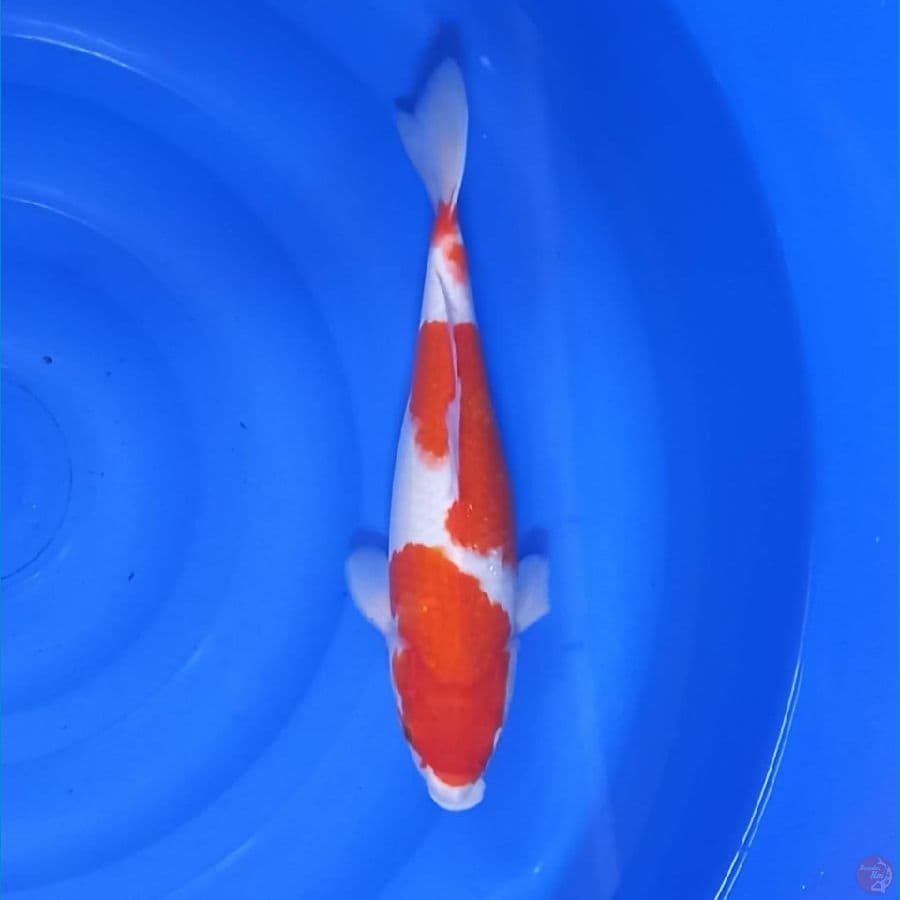kohaku bodi goal