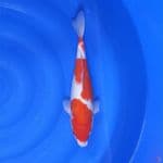 kohaku bodi goal