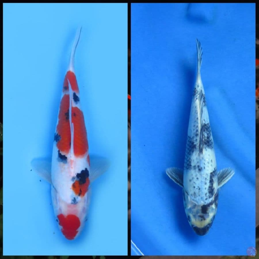  paket Goromo , Matsuba , Doitsu 