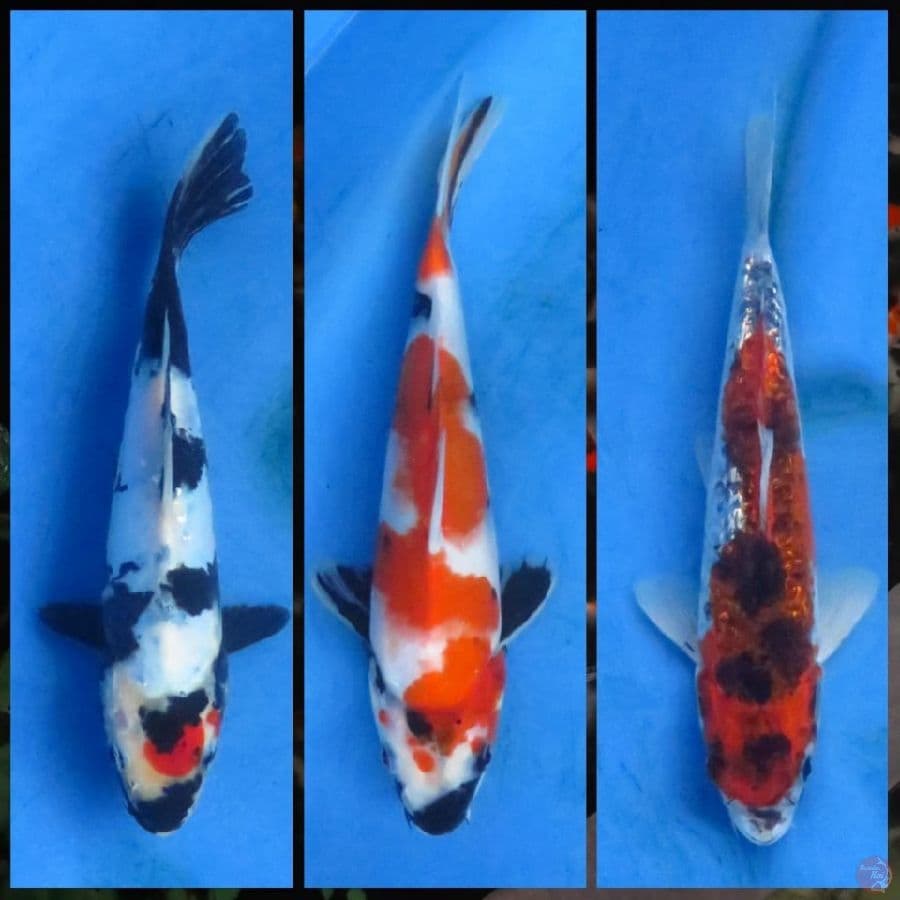 paket doit , showa ,goshiki