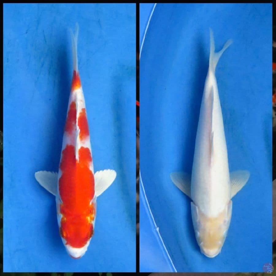  Kinkhusui dan siromuji 