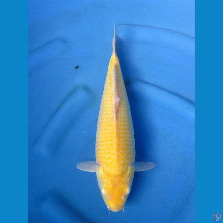 Karasi Bulky No.bocor