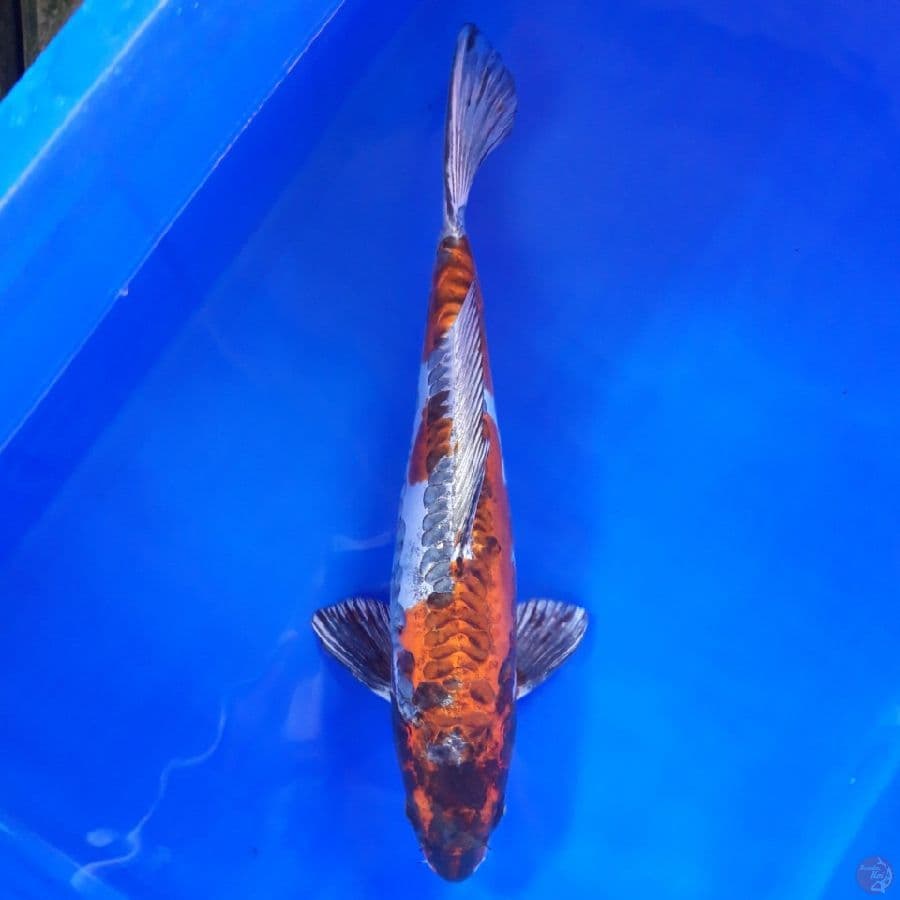 Beni Kikokuryu 35cm