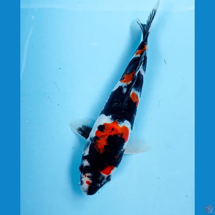 showa doitsu 22cm