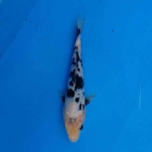 Bekko F1