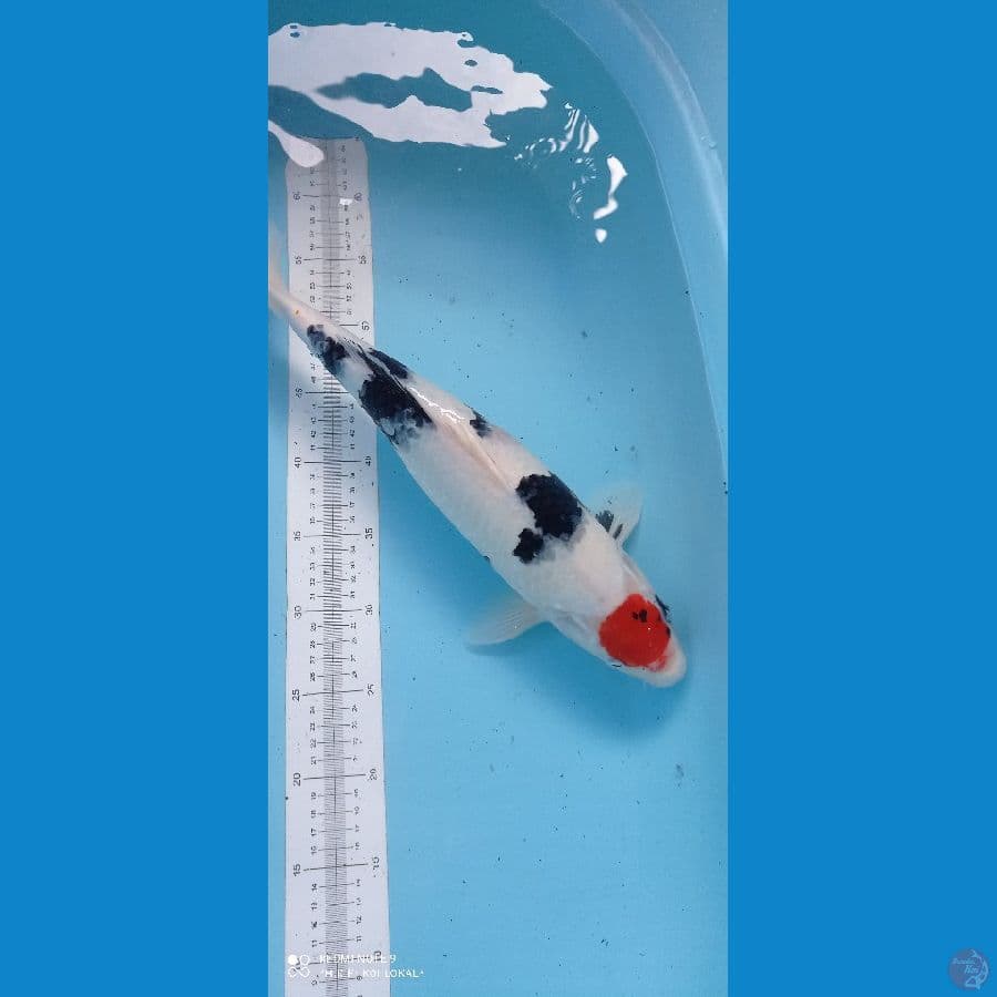 tc showa female 44 cm