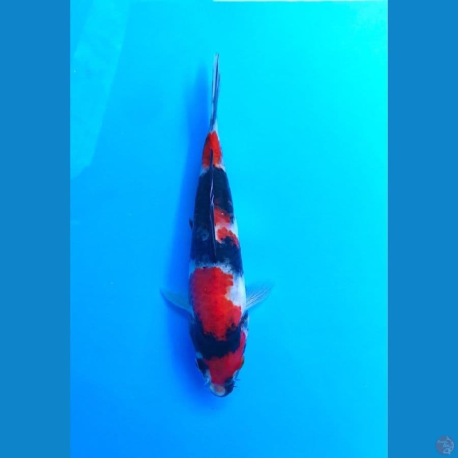 showa 20cm