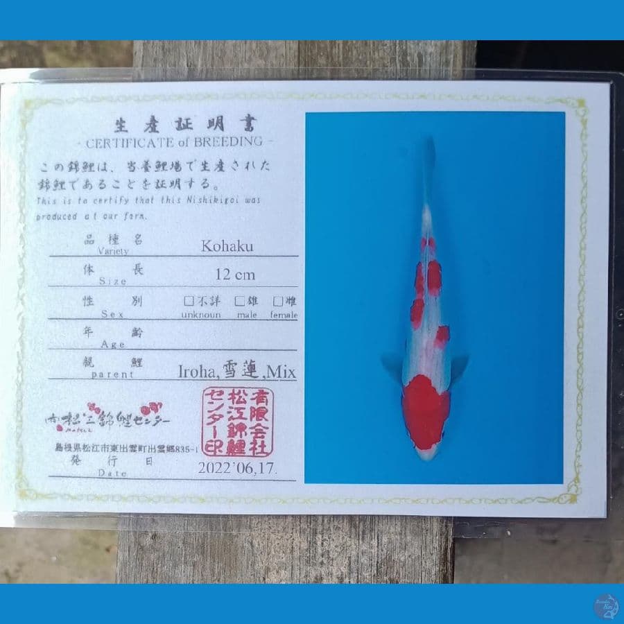 Kohaku Serti Iroha 28cm