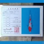 Kohaku Serti Iroha 28cm