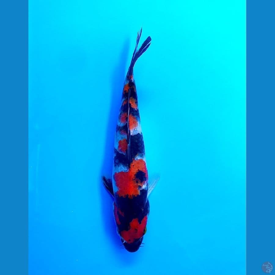showa 20cm